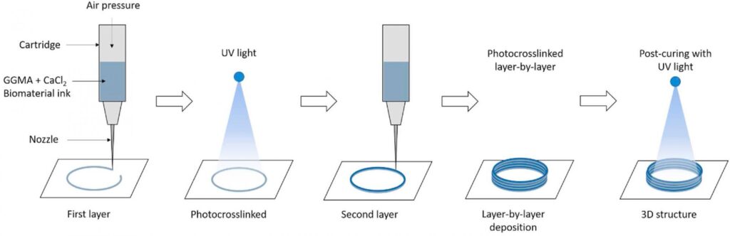 2022.01-Brinter-GGMA bioink development article