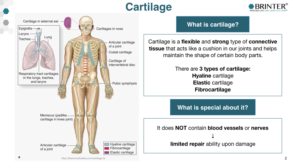 SCIENCE SERIES PART 1: 3D bioprinting cartilage tissue